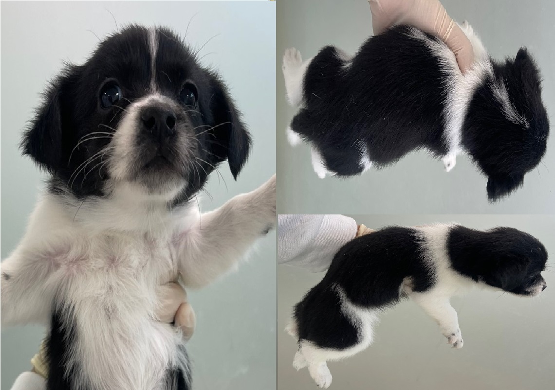 서산시 동물보호센터_444453202401628